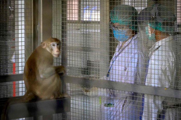 Vacina contra COVID-19 produzida na Tailândia tem teste em macacos concluída no final de Agosto. 