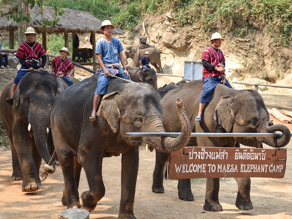 Elefantes na Tailândia