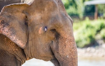 Elefantes na Tailândia e como estão sendo afetados pela pandemia do coronavírus
