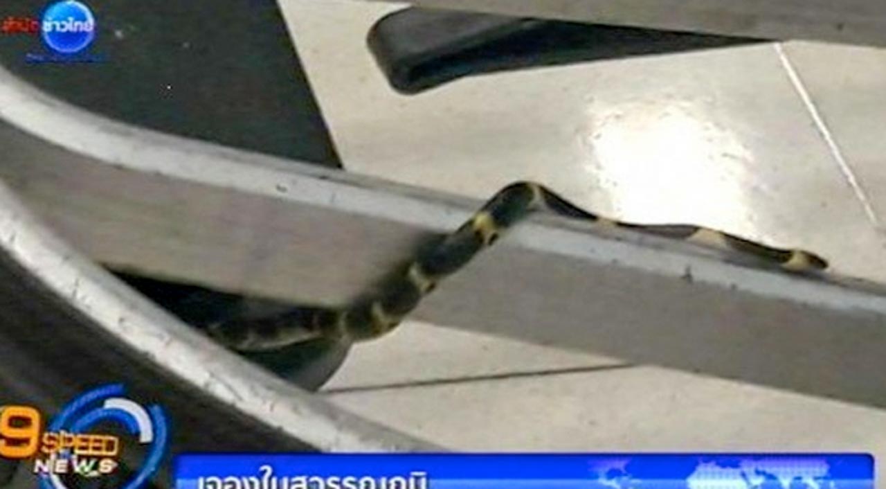Cobras em Aeroporto Internacional de Bangkok na Tailândia.