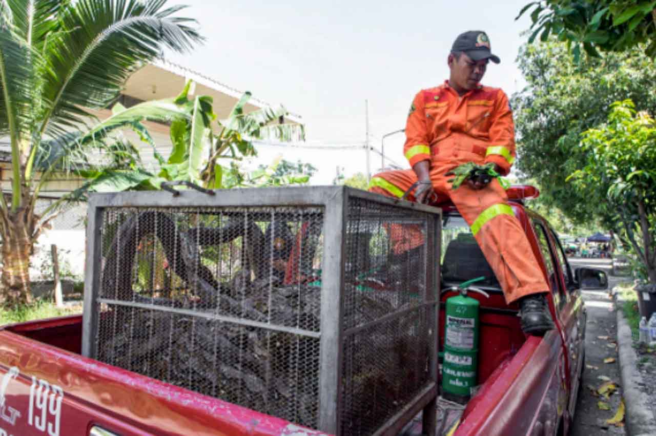 Cobras na Tailândia sendo levadas a um ambiente seguro. 