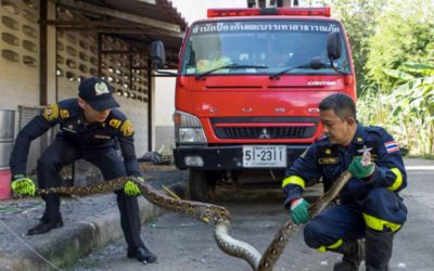Cobras na Tailândia: tudo sobre a infestação desses animais no país