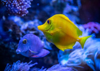 Peixinho amarelo e roxo no mar da Tailândia - vida marinha incrível no país mais lindo do mundo