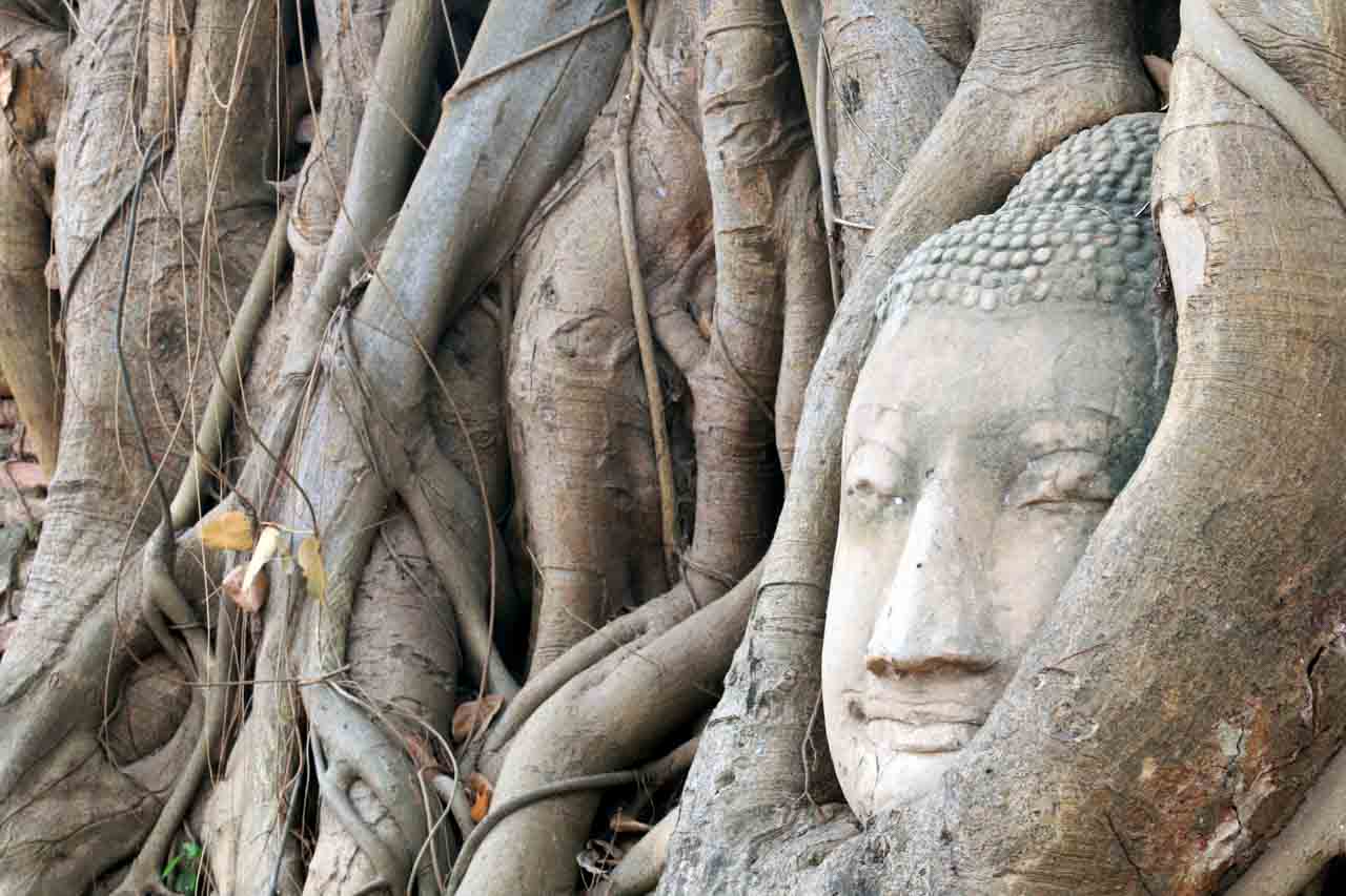 Passeio para Ayutthaya - cabeça de Buda na árvore
